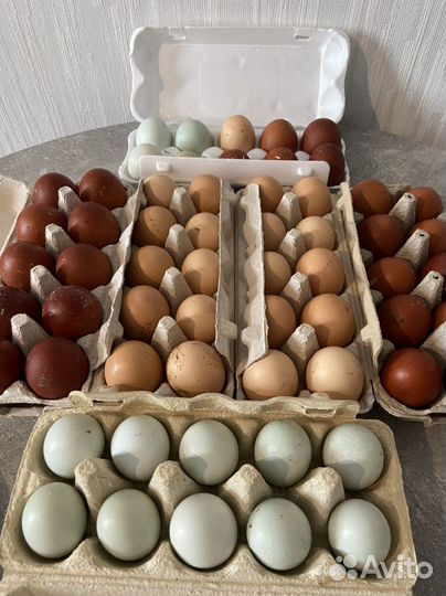 Инкубационное яйцо