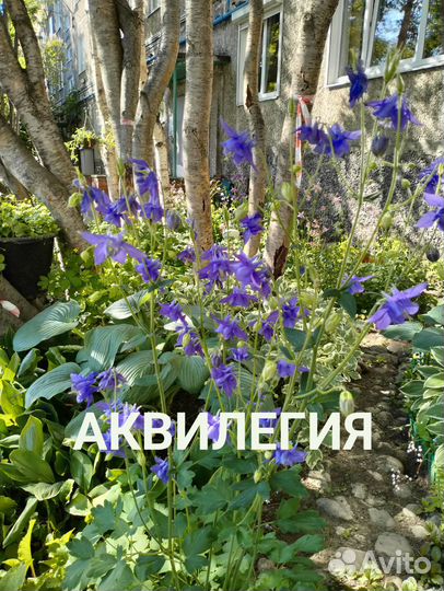 Продам многолетние цветы