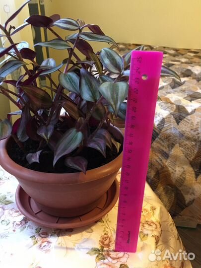 Комнатные цветы -Традесканция красная