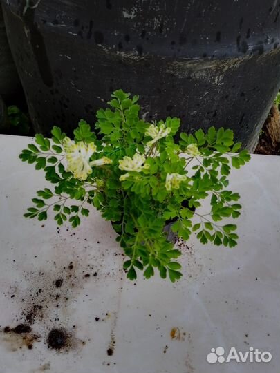 Многолетние садовые цветы и кустарники
