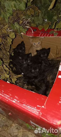 Котята в добрые руки