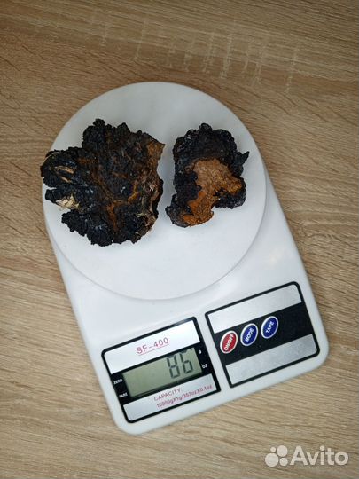 Березовая Чага