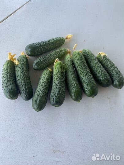 Огурцы свежие домашние