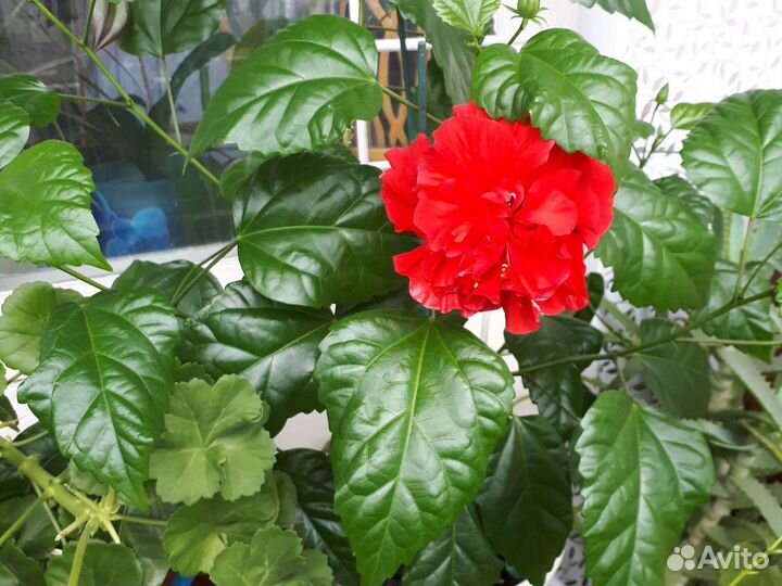 Гибискус, Кустовые розы, Герань