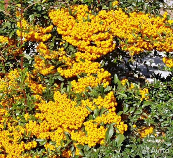 Пираканта 4 сорта