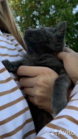 Невероятный котенок