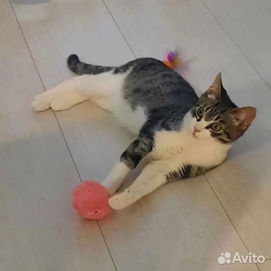 Котенок мальчик 5,5 месяцев