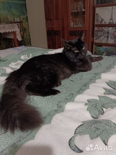 Красивый котик в добрые руки- 2 года