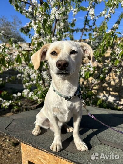 Метис джек рассела в добрые руки