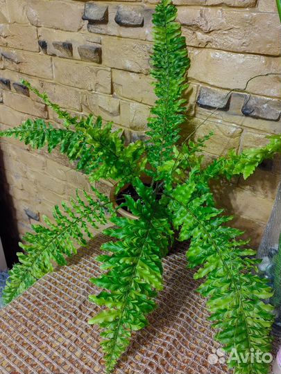 Папоротник дассада вар