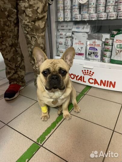 Ветеринарные услуги