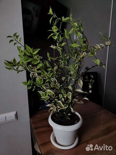 Комнатные цветы