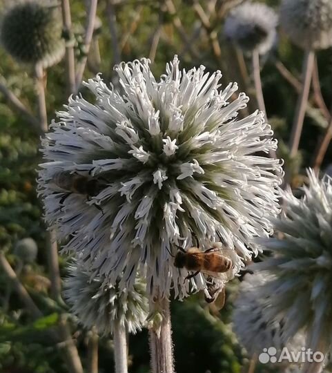 Мордовник шароголовый рассада много