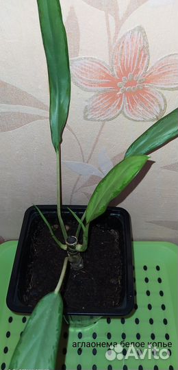 Филодендроны