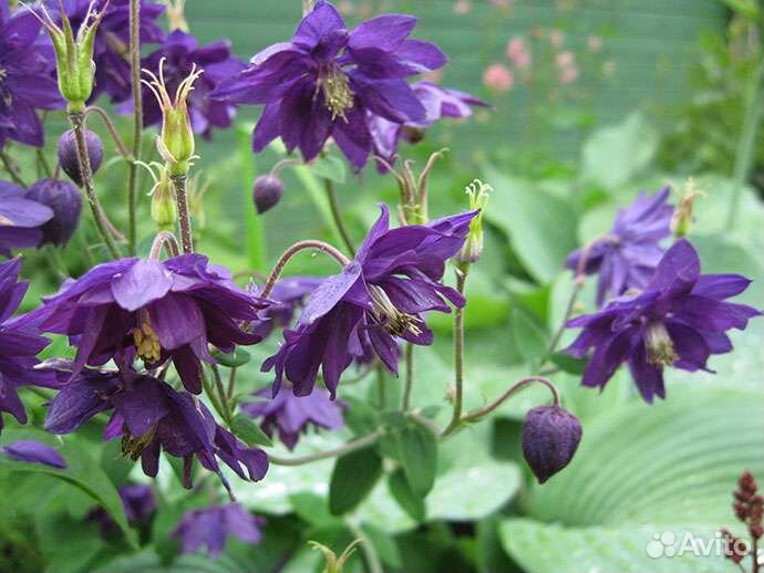 Многолетние растения из своего сада