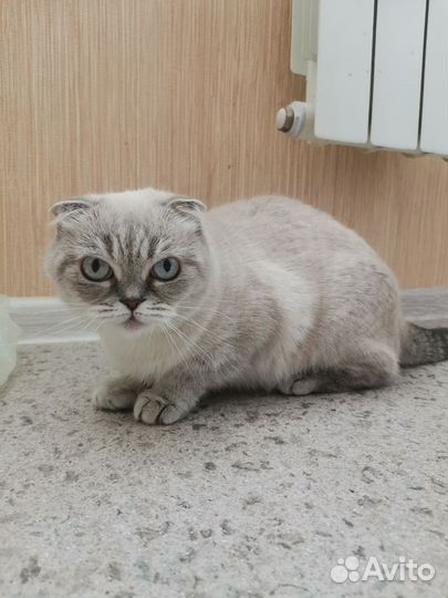 Шотландская