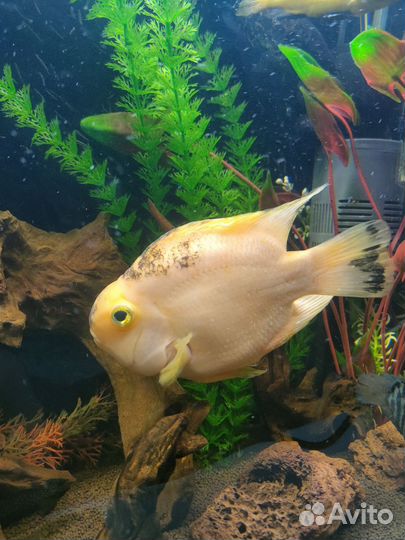 Рыба попугай