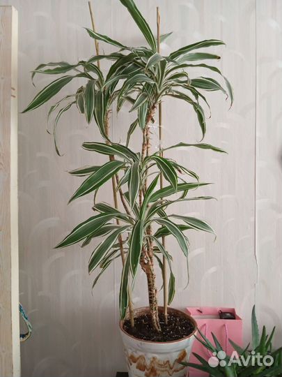 Фикус бенджамина большой