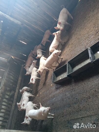 Поросенок ландрас