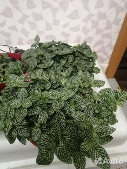 Фиттония, декабристы