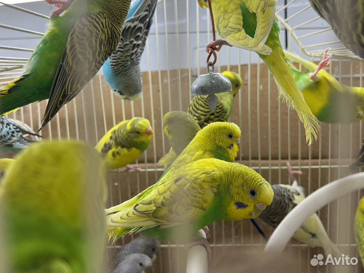 Волнистые попугайчики, Кореллы, Кеноры поющие