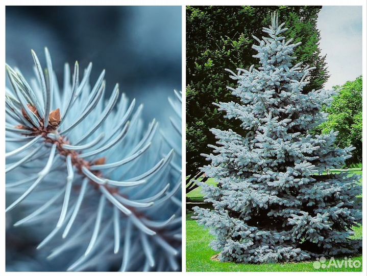 Ель супер голубая Super Blue Seedling, Arizona