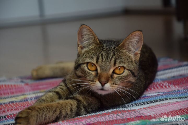 Котенок в добрые руки