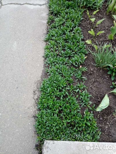 Сентябрики