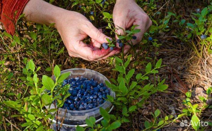 Черничка лесной сбор