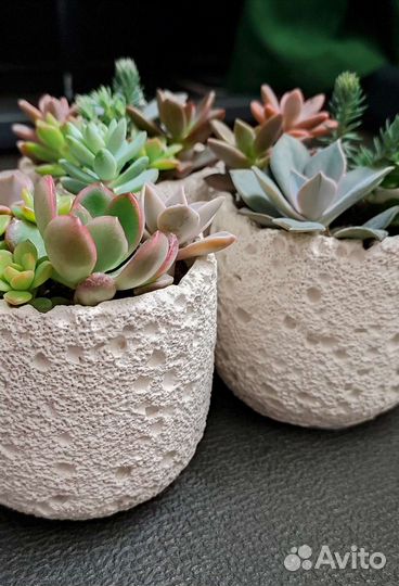 Суккуленты