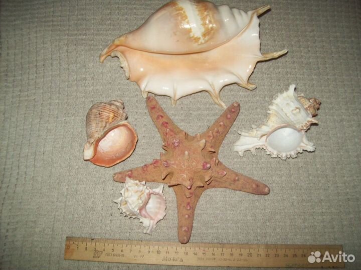 Звезда и ракушки морские в аквариум