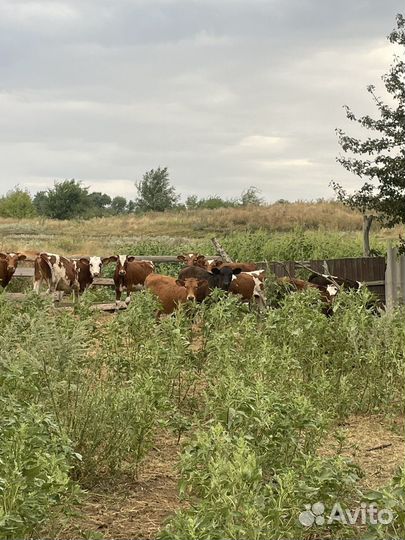 Коровы и телята