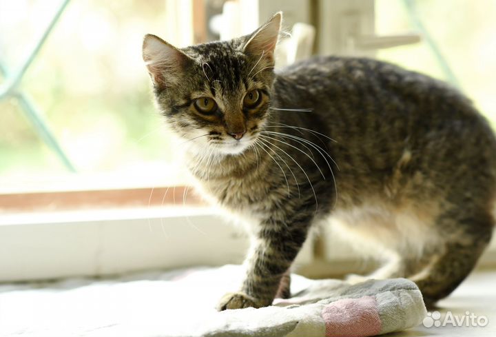 Котенок Ириска в добрые руки