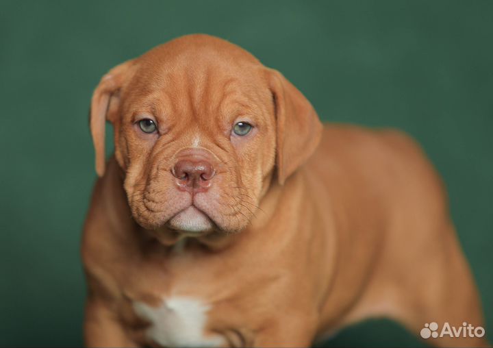 Щенки староанглийского бульдога