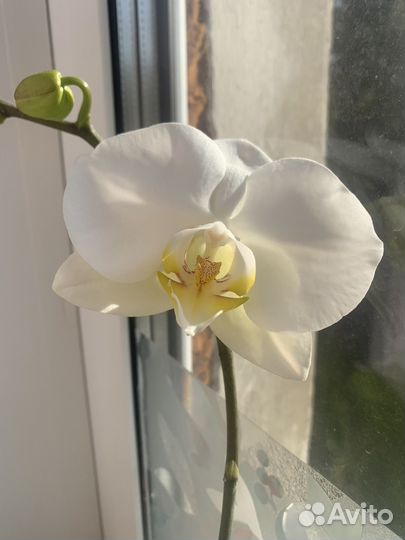 Орхидея фаленопсис