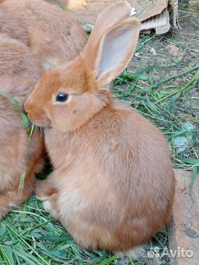 Крольчата новозеландский красный(нзк)