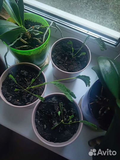 Мимоза стыдливая