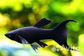 Аквариумные рыбки отдам бесплатно