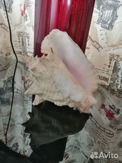 Морские раковины