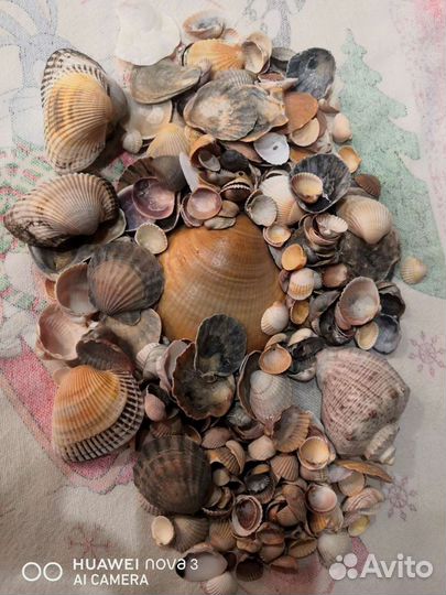 Ракушки для аквариума
