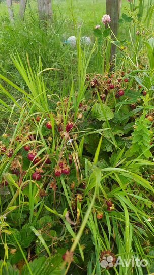 Саженцы клубники и земляники