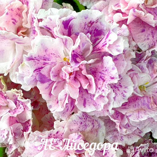 Сортовые фиалки