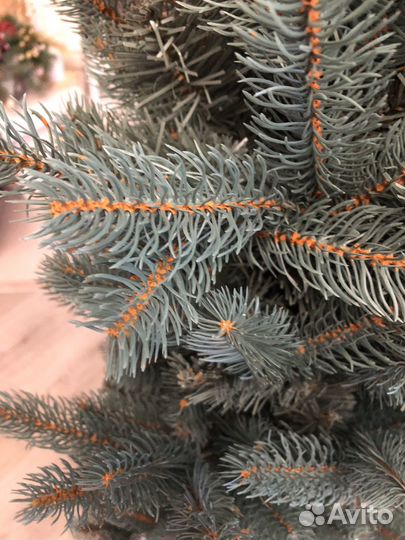 Ель голубая 150см