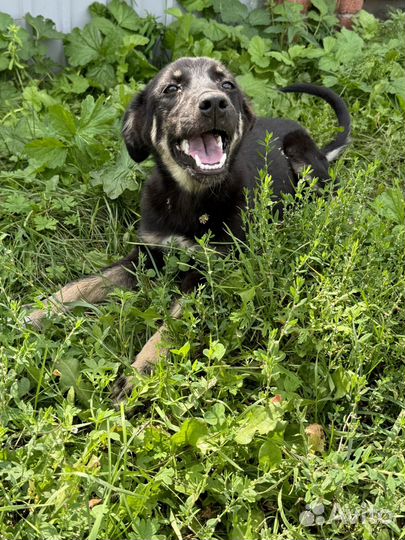 Щенок 4-6 месяцев