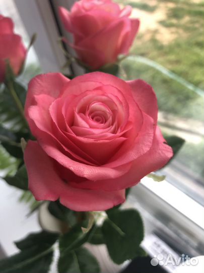 Розы из холодного фарфора