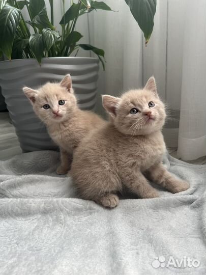 Котятки в добрые руки