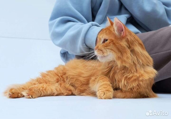 Большой рыжий кот