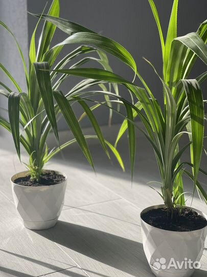 Цветок пандаус