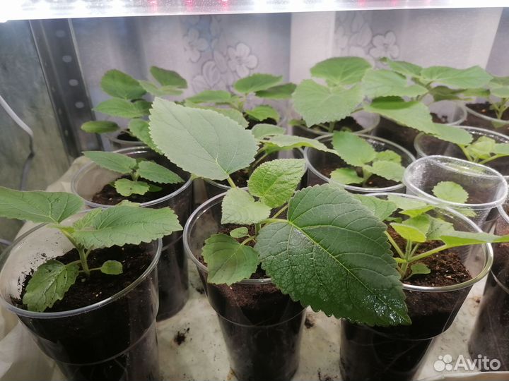 Саженцы павловния