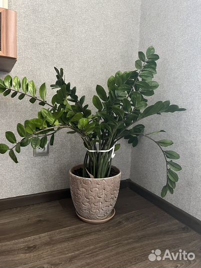 Замиокулькас